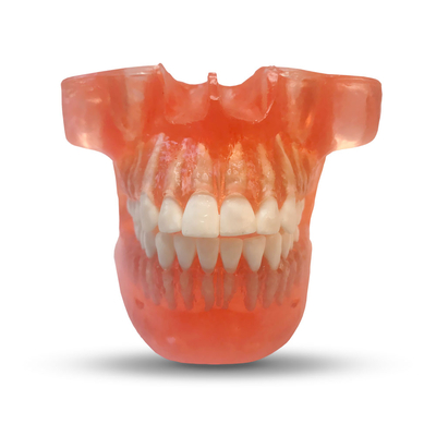 ETR2 – модель верхней и нижней челюсти для ортодонтической практики | GF Dental (Италия) 