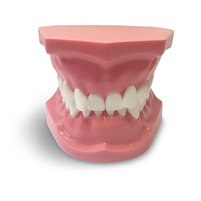 ORB06 – ортодонтическая модель с брекетами и твердой десной, 2 класс | GF Dental (Италия) 