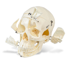 DM01 – анатомически точная модель черепа для демонстрации