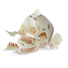 DM02 – анатомически точная модель черепа для демонстрации, с цветовой маркировкой