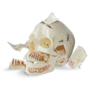 DM02 – анатомически точная модель черепа для демонстрации, с цветовой маркировкой | GF Dental (Италия)