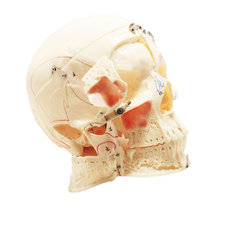 DM03 – анатомически точная модель черепа с отображением мускулов и нервов для демонстрации