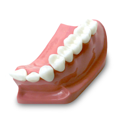 DM23 – модель верхней челюсти для демонстрации установки зубного моста | GF Dental (Италия)