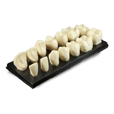 DM10 – увеличенная модель зубов, 7 верхних и 7 нижних, масштаб 5:1