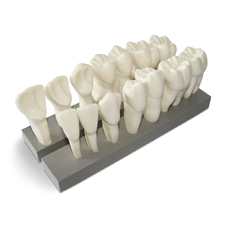 DM19 – увеличенная модель зубов, 7 верхних и 7 нижних, масштаб 10:1