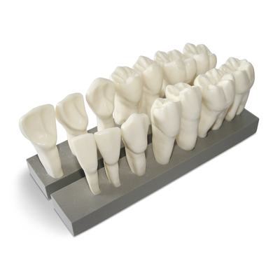 DM19 – увеличенная модель зубов, 7 верхних и 7 нижних, масштаб 10:1 | GF Dental (Италия)