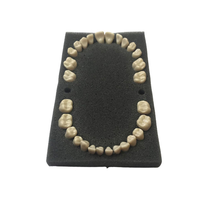 E02NT – комплект сменных зубов для фантомной челюсти | GF Dental (Италия)