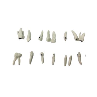 E826T – комплект сменных зубов для фантомной челюсти | GF Dental (Италия) 