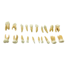 EK3T – комплект из 20 сменных детских зубов для фантомной челюсти