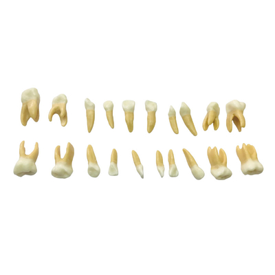 EK3T – комплект из 20 сменных детских зубов для фантомной челюсти | GF Dental (Италия)