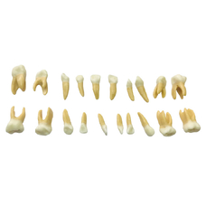 EK4T – комплект из 20 сменных детских зубов для фантомной челюсти