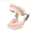 E11 – модель верхней и нижней челюсти с пародонтитом для профессиональной гигиены | GF Dental (Италия) 