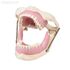 E15 – модель верхней и нижней челюсти для практики анестезии | GF Dental (Италия) 