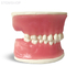 E38  – модель верхней и нижней челюсти с объемной десной для практики | GF Dental (Италия) 