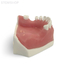 E39 – модель нижней челюсти c дефектами кости для практики костной пластики | GF Dental (Италия) 