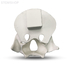 E51 – модель верхней челюсти, скул и лобной кости для практики скуловых имплантов | GF Dental (Италия) 