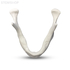 E81L – модель нижней челюсти для практики установки имплантатов | GF Dental (Италия) 