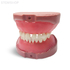 EK4 – модель верхней и нижней детской челюсти для практики | GF Dental (Италия)