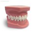 ORB01 – ортодонтическая модель с брекетами и твердой десной, 1 класс | GF Dental (Италия) 