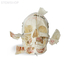 DM02 – анатомически точная модель черепа для демонстрации, с цветовой маркировкой | GF Dental (Италия)