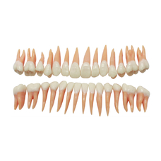 DM 101 Model Teeth - набор из 28 зубов натурального цвета с анатомическими корнями