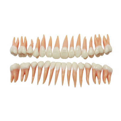 DM 101 Model Teeth - набор из 28 зубов натурального цвета с анатомическими корнями | Hanil (Ю. Корея)