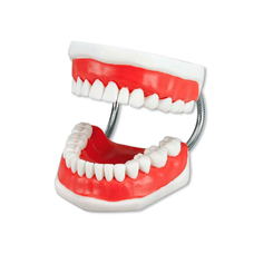 Toothbrushing Model - увеличенная демонстрационная модель челюсти с большой зубной щеткой