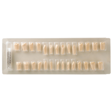 SET OF 28 MELAMIN TEETH - набор из 28 меломиновых зубов для фантомной челюсти