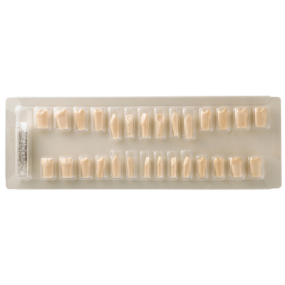 SET OF 28 MELAMIN TEETH - набор из 28 меломиновых зубов для фантомной челюсти | Hanil (Ю. Корея)
