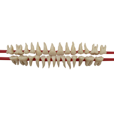 SET OF SILICON ROOT MODEL TEETH - набор из 28 зубов натурального цвета с анатомическими корнями