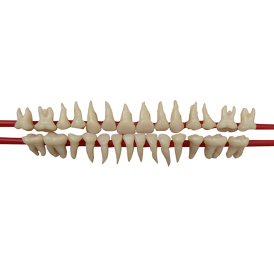 SET OF SILICON ROOT MODEL TEETH - набор из 28 зубов натурального цвета с анатомическими корнями | Hanil (Ю. Корея)