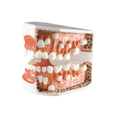 TOOTH MODEL D-TYPE - модель, демонстрирующая прорезывание зубов | Hanil (Ю. Корея)