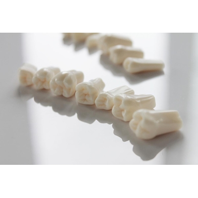 Запасные зубы к фантомной челюсти, 28 шт. | Foshan Jingle Medical Equipment (Китай)