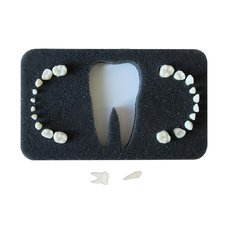 3-20Э - комплект из 20 временных зубов с анатомическими корнями для денто-модели ЧВН-20Э