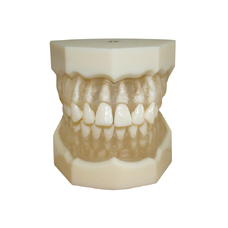 ЧВН-28УП - денто-модель верхней и нижней челюстей для практики удаления зубов