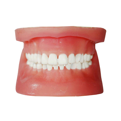 МУ0324 - денто-модель верхней и нижней челюстей для практики удаления ретенированных зубов | Зарница (Россия)
